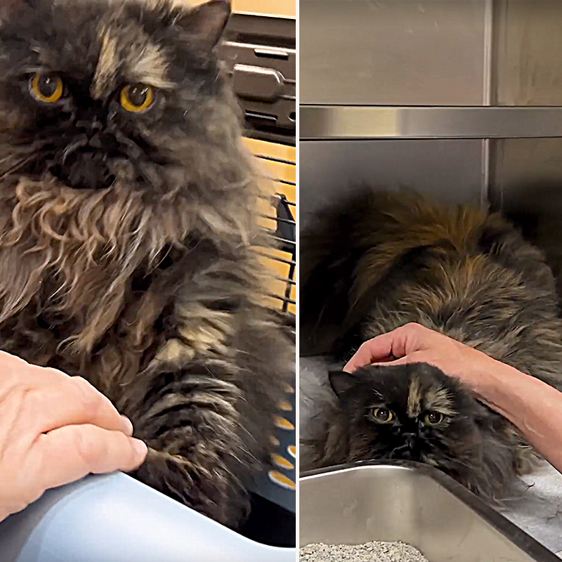 Rocky Kanaka, a Persian Tortoiseshell mix cat with badly matted fur needs shaving, Animal Friends of the Valley in Wildomar, CA, long-haired cat, daily grooming, rescued cat, Lorna Paxton Ladd