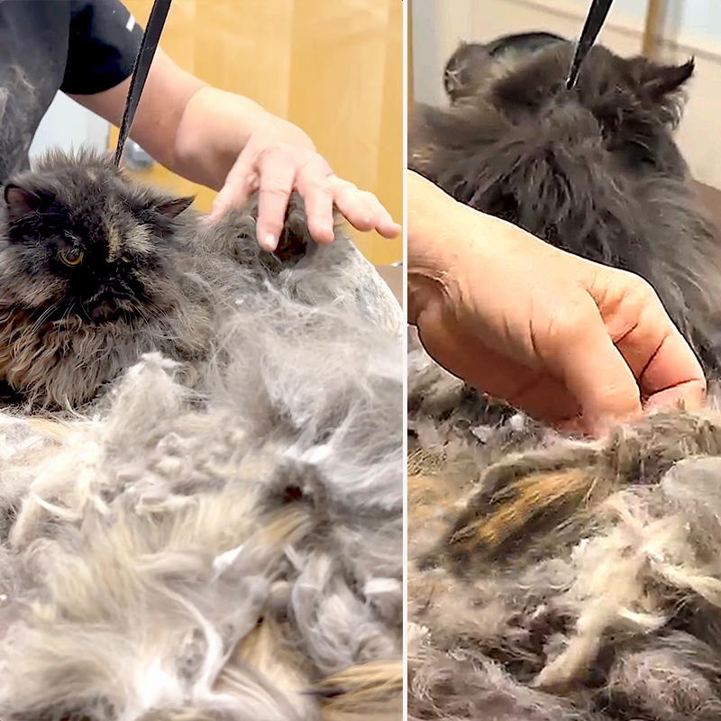 Rocky Kanaka, a Persian Tortoiseshell mix cat with badly matted fur needs shaving, Animal Friends of the Valley in Wildomar, CA, long-haired cat, daily grooming, rescued cat, Lorna Paxton Ladd, 8