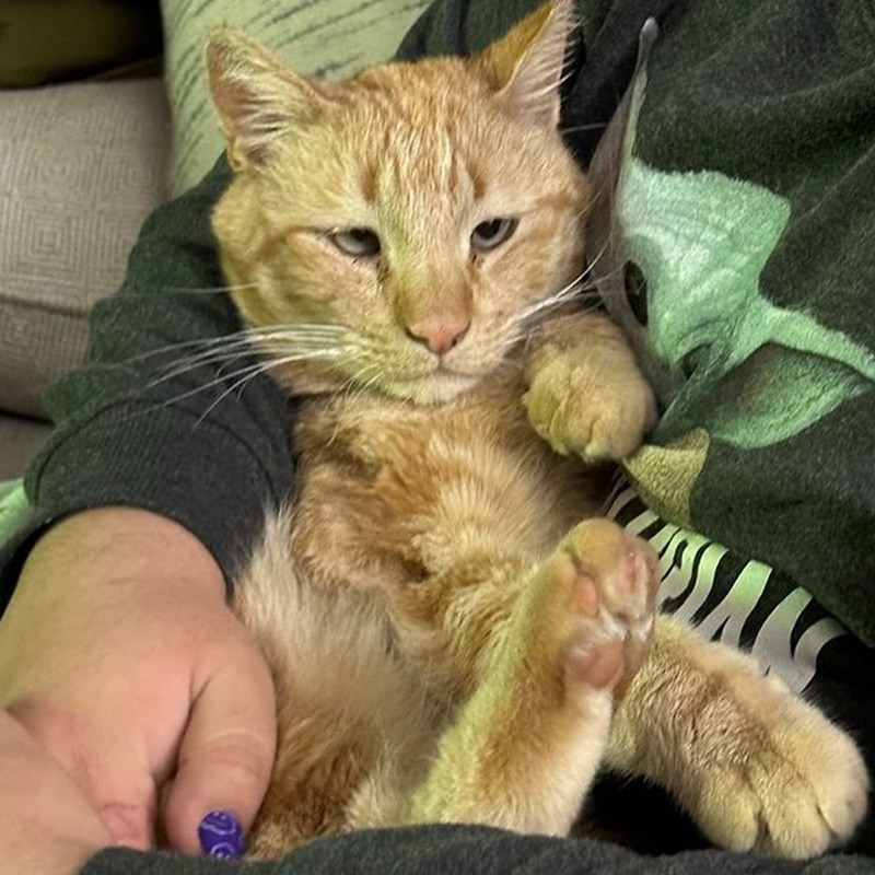 Parmigiano Reggiano, Reggie, sitting on lap, Tucson, Arizona, /Southern Arizona Cat Rescue, Poets Square Cats