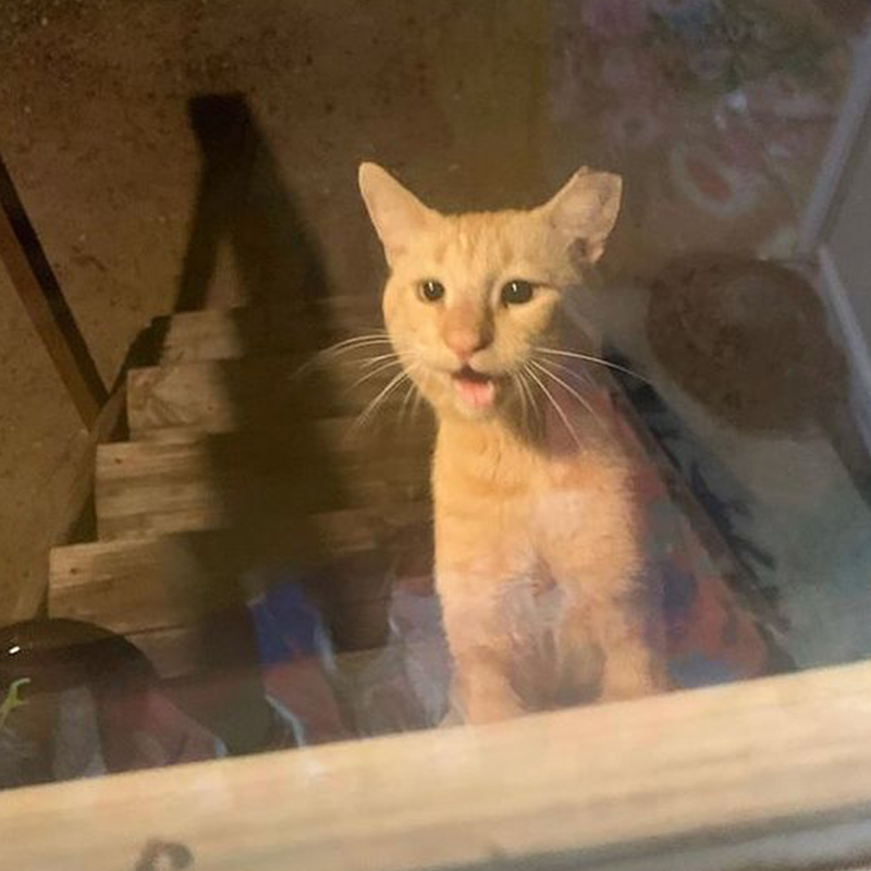 Regige is indoors, feral cat, Arizona, Tucson