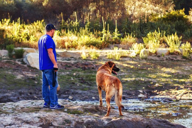 Dog Friendly Reno