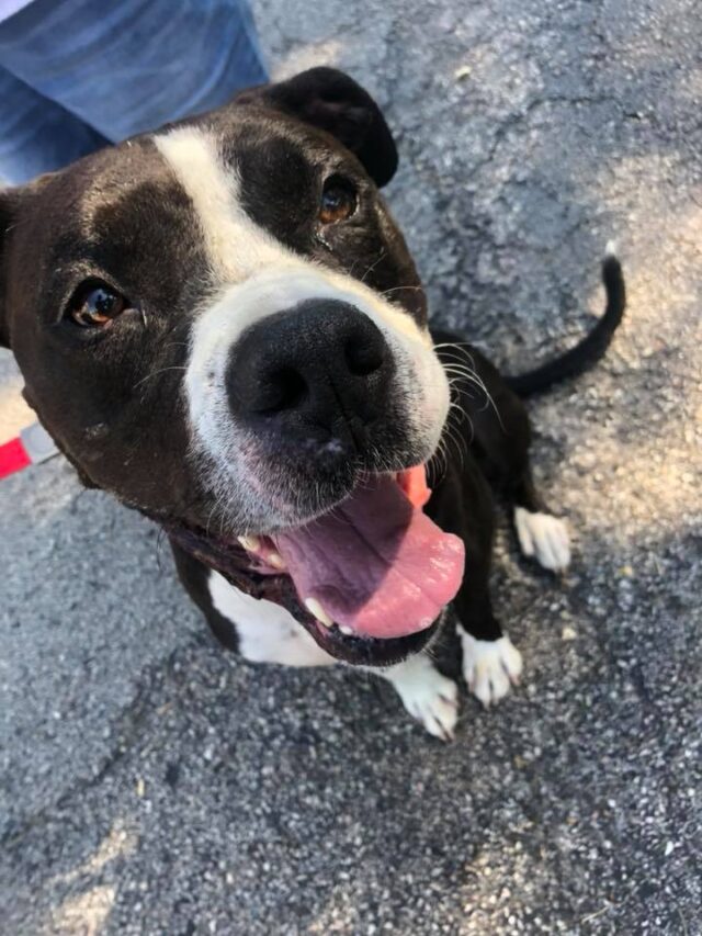 Happy Rescue Dog