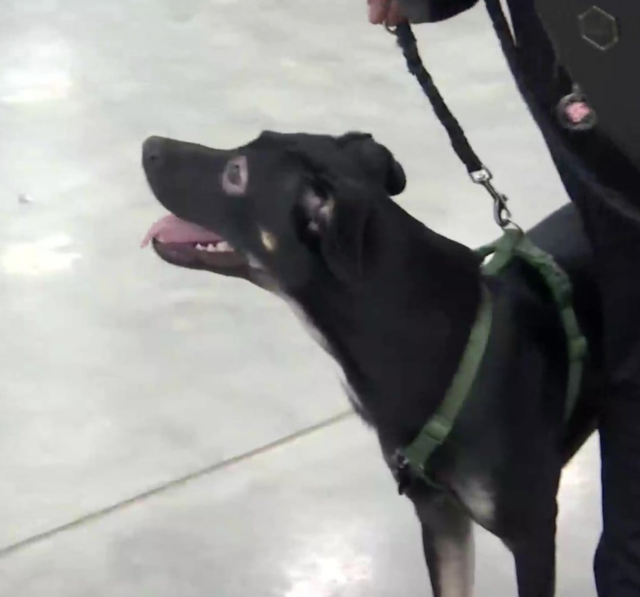 Rescue dog at airport