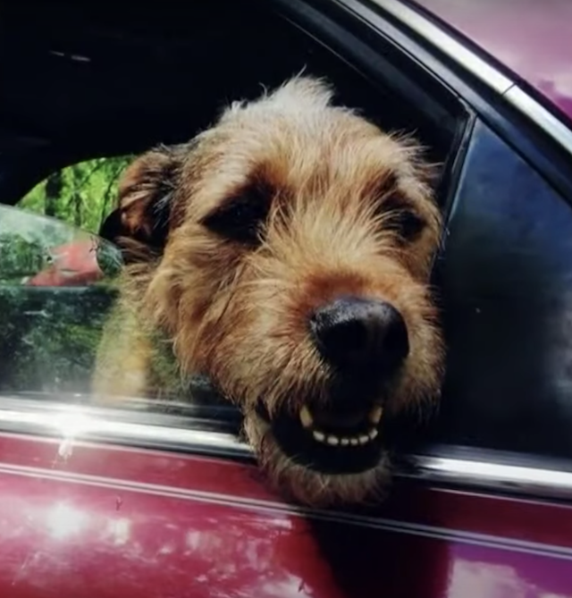 Rescue dog riding in car