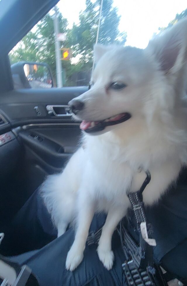 Rescued dog in car