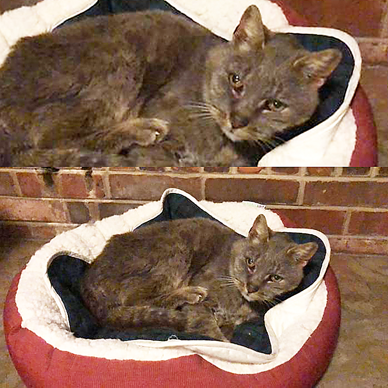 cat in cat bed