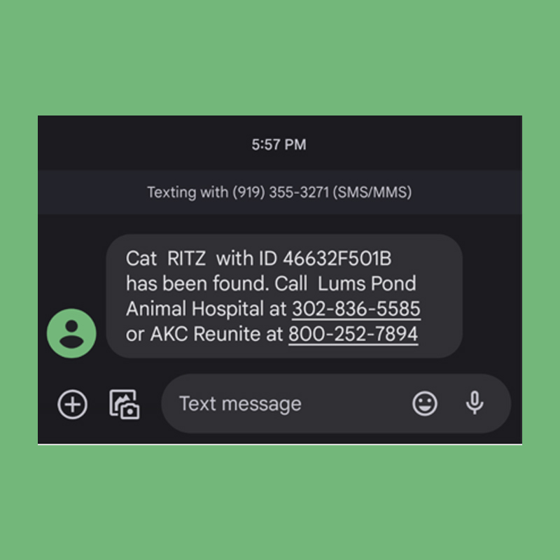 text message about missing cat