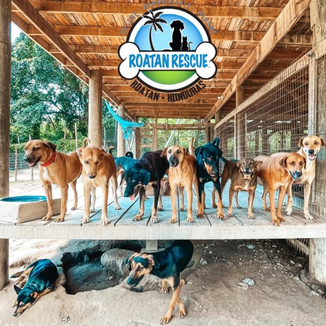 Roatan Rescue