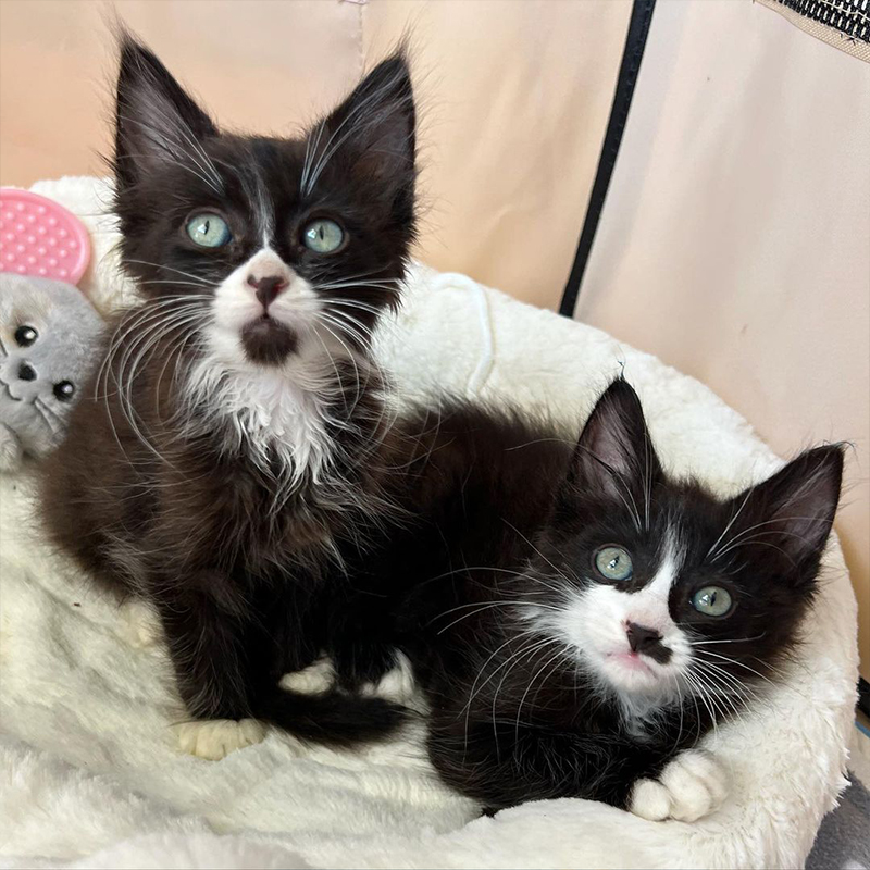 Frankie Marie, Frankie's Fosters, Rocco and Rascal, Bonded brother kittens, tuxedo kittens, Best Friends In Los Angeles, As Good As it Gets, California, rescued shelter kittens, long whiskers, long-haired tuxedo kittens, 8