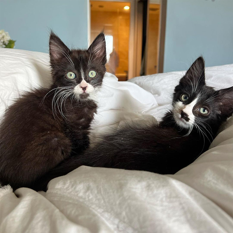 Frankie Marie, Frankie's Fosters, Rocco and Rascal, Bonded brother kittens, tuxedo kittens, Best Friends In Los Angeles, As Good As it Gets, California, rescued shelter kittens, long whiskers, long-haired tuxedo kittens, 7