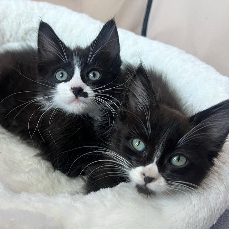 Frankie Marie, Frankie's Fosters, Rocco and Rascal, Bonded brother kittens, tuxedo kittens, Best Friends In Los Angeles, As Good As it Gets, California, rescued shelter kittens, long whiskers, long-haired tuxedo kittens, 6