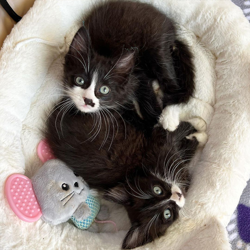 Frankie Marie, Frankie's Fosters, Rocco and Rascal, Bonded brother kittens, tuxedo kittens, Best Friends In Los Angeles, As Good As it Gets, California, rescued shelter kittens, long whiskers, long-haired tuxedo kittens, 4