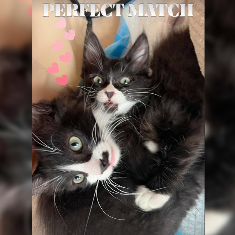 Frankie Marie, Frankie's Fosters, Rocco and Rascal, Bonded brother kittens, tuxedo kittens, Best Friends In Los Angeles, As Good As it Gets, California, rescued shelter kittens, long whiskers, long-haired tuxedo kittens, 3