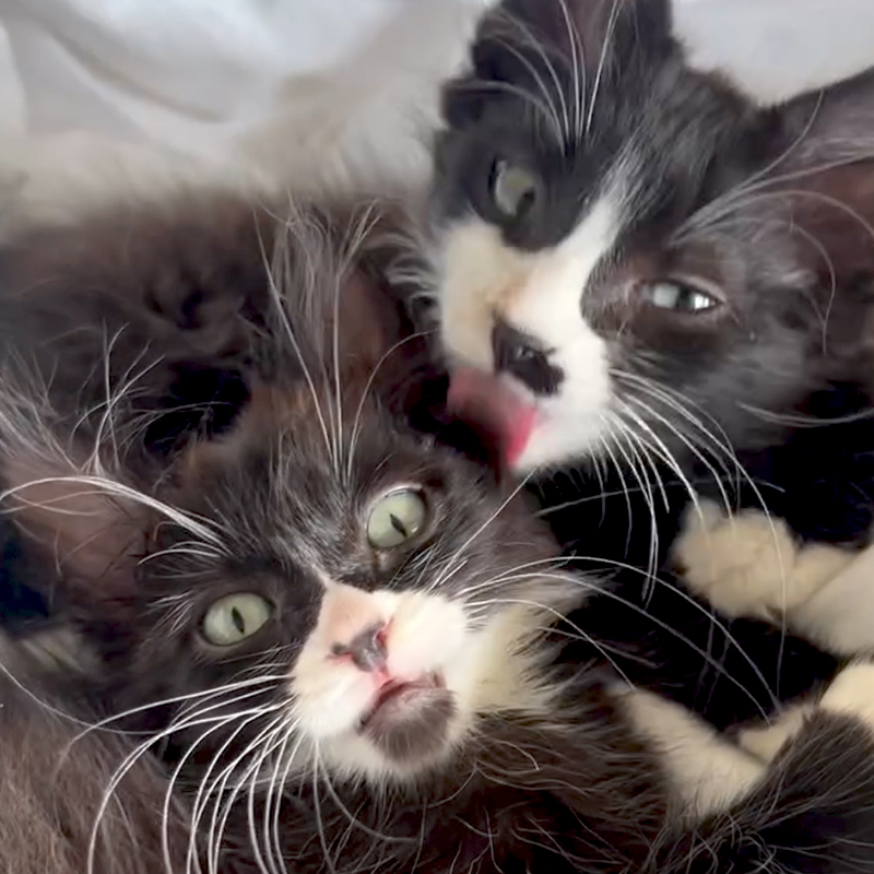 Frankie Marie, Frankie's Fosters, Rocco and Rascal, Bonded brother kittens, tuxedo kittens, Best Friends In Los Angeles, As Good As it Gets, California, rescued shelter kittens, long whiskers, long-haired tuxedo kittens, 2