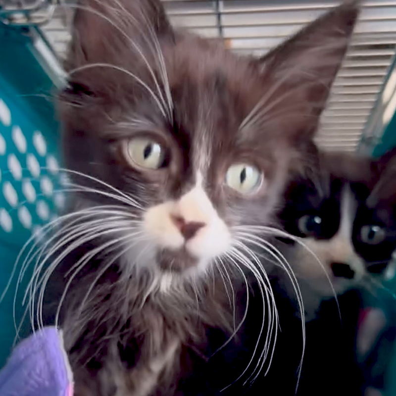 Frankie Marie, Frankie's Fosters, Rocco and Rascal, Bonded brother kittens, tuxedo kittens, Best Friends In Los Angeles, As Good As it Gets, California, rescued shelter kittens, long whiskers, long-haired tuxedo kittens, 1