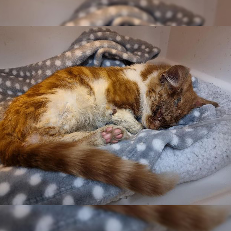 Rosa laying on a blue polka-dot blanket