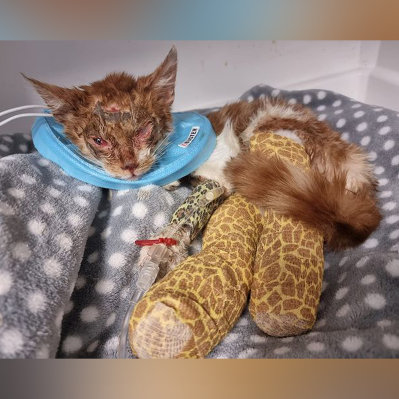 Cat wears a blue cone and has giraffe-spotted leg bandages, Bradford Cat Watch, UK