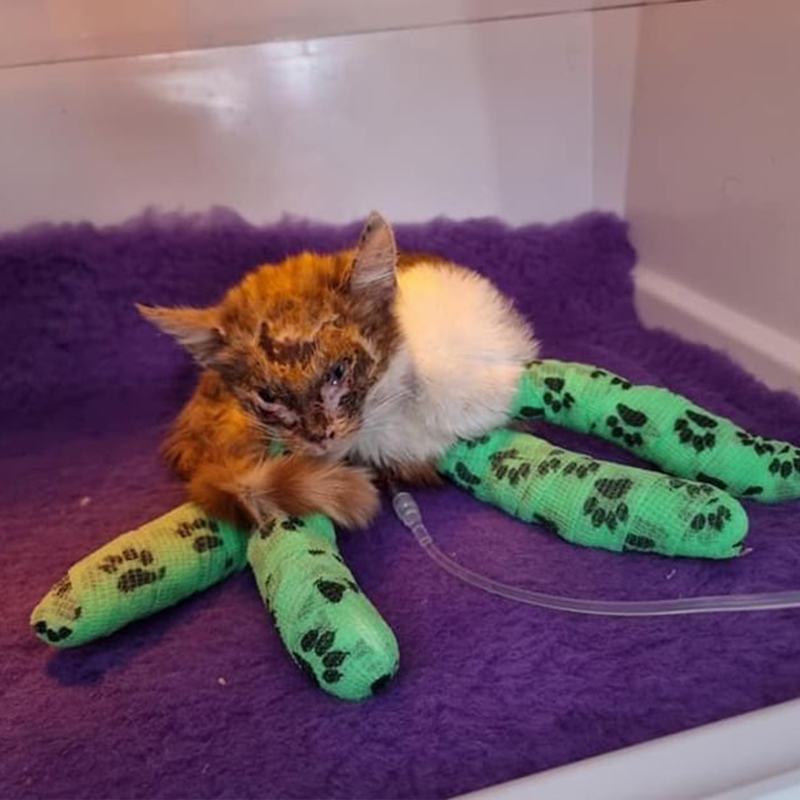 Rosa wears green leg bandages on a purple cat bed