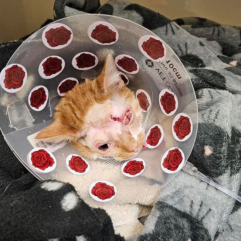 Rescuers applied rose stickers to cat's cone as she recovered from eye surgeries, Bradford Cat Watch, UK