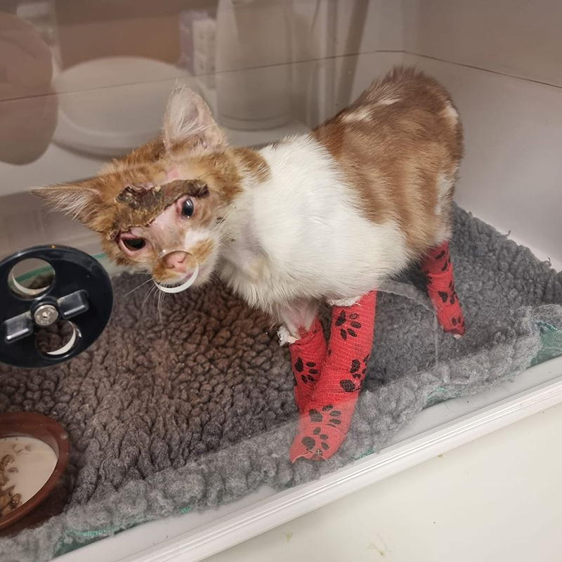 Rosa stands for the first time in her incubator with red leg bandages