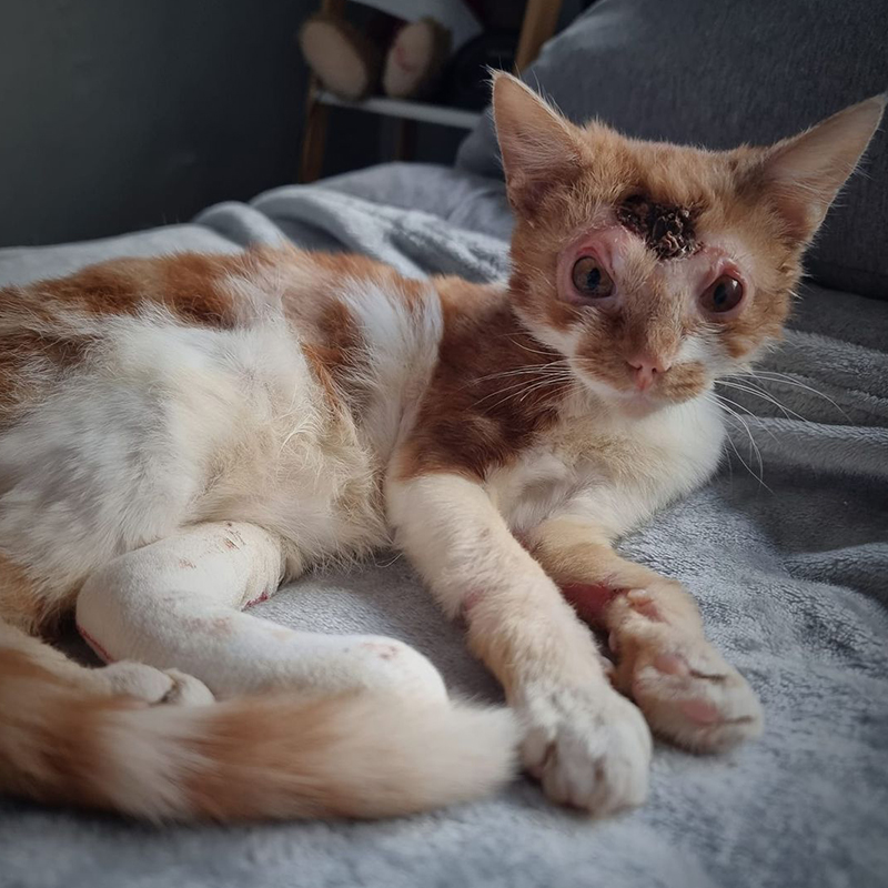 Badly injured cat at Bradford Cat Watch Rescue & Sanctuary