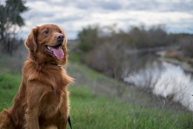 Dog Friendly Sacramento