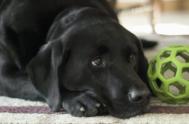 Sad black lab