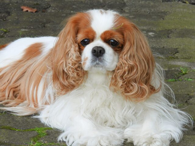 Sad Cavalier King Charles Spaniel