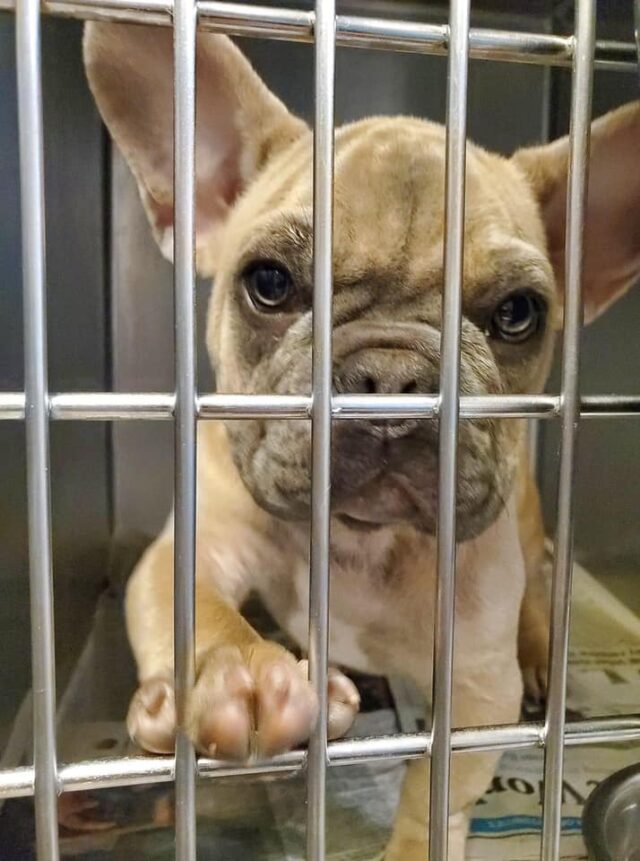 Sad French Bulldog puppy