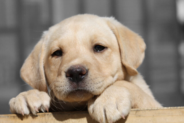 Sad Lab Puppy