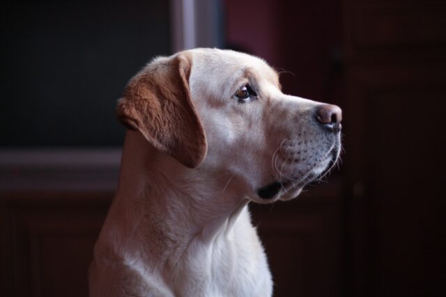 Sad Labrador Retriever