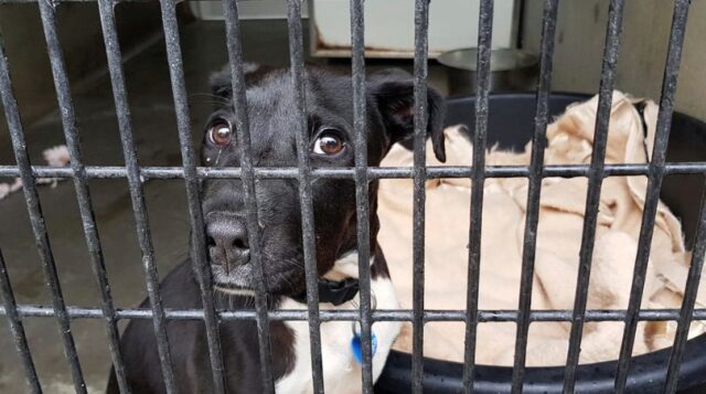 Sad dog at shelter