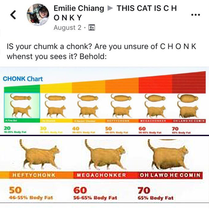 Chonky cat meme, Kayla Delcoure, Georgia, Sally the obese cat, overweight cat, Gizmo's Best Friends, Pippi's Place, Lawrenceville, diet regimen, helping cats lose weight safely, loved to death