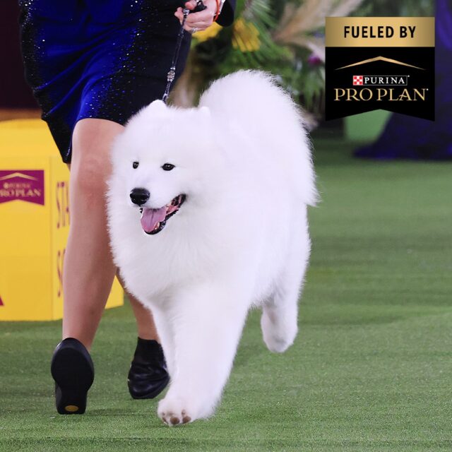 Samoyed Westminster Dog Show