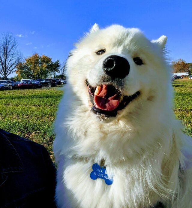 Samoyed passes away