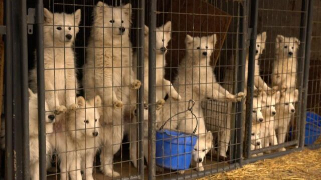 Samoyed puppy mill