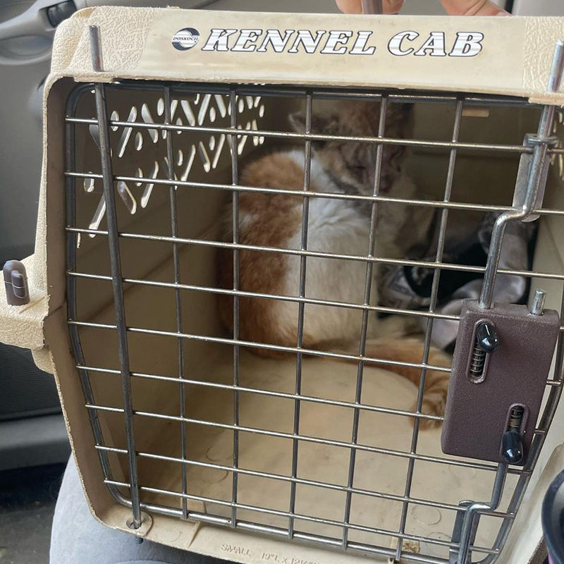 Saturn the orange and white rescued cat in a kennel 