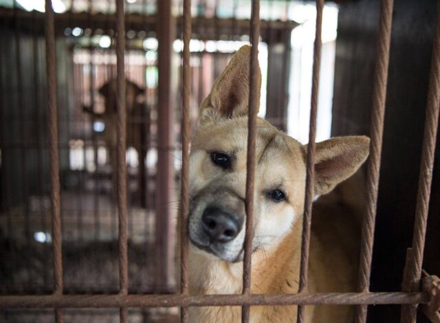 Save Dogs in South Korea