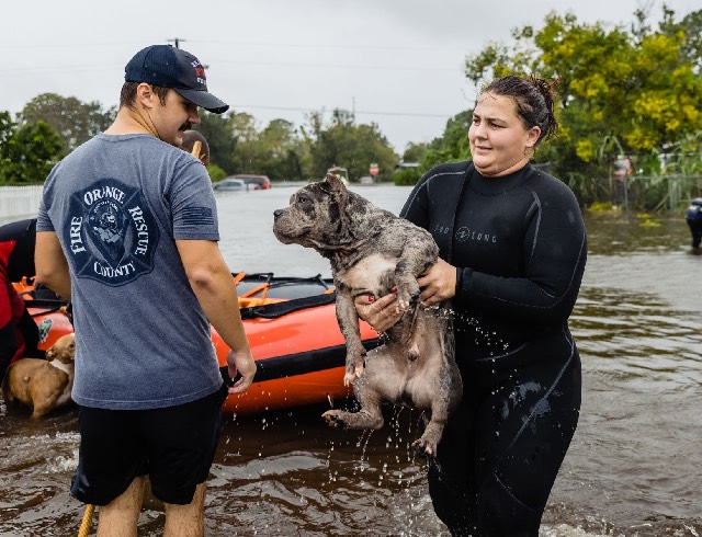 Saving dog