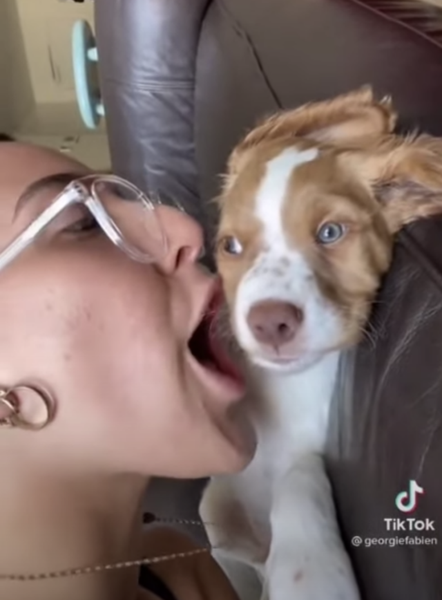 Scared puppy TikTok