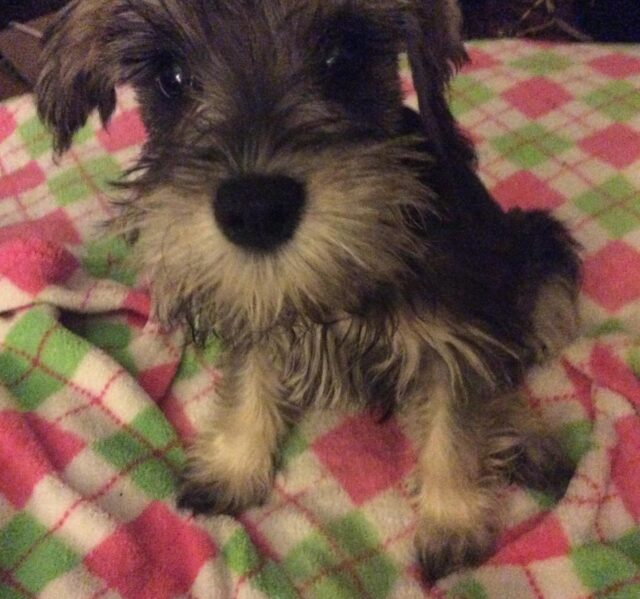 Schnauzer puppy