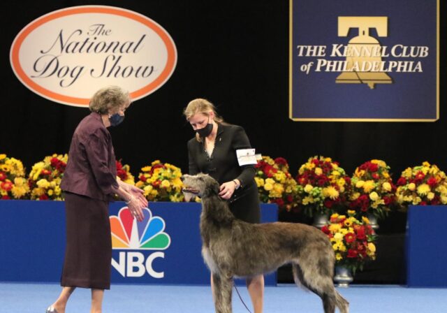 Scottish Deerhound 2020 Dog Show