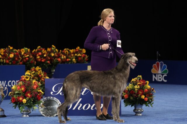 Scottish Deerhound Best in Show