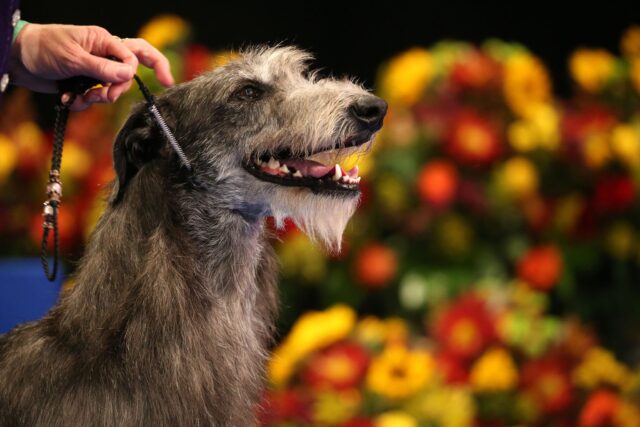 Scottish Deerhound close-up