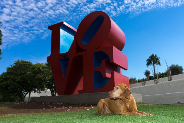 Dog Friendly Scottsdale