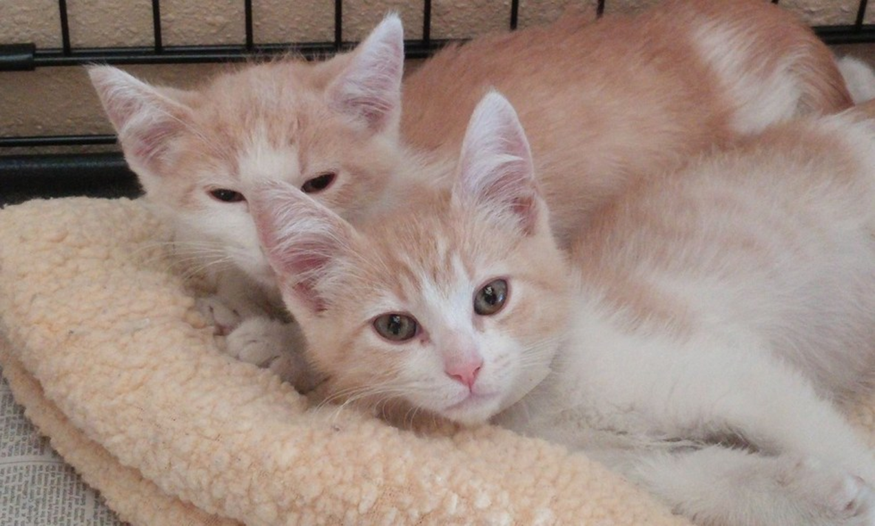 ginger cat orange tabby kitten 