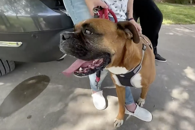 Senior Boxer panting