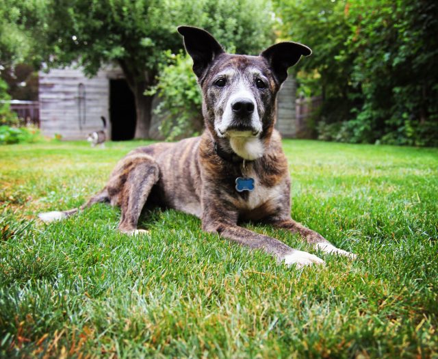 Senior dog in the grass