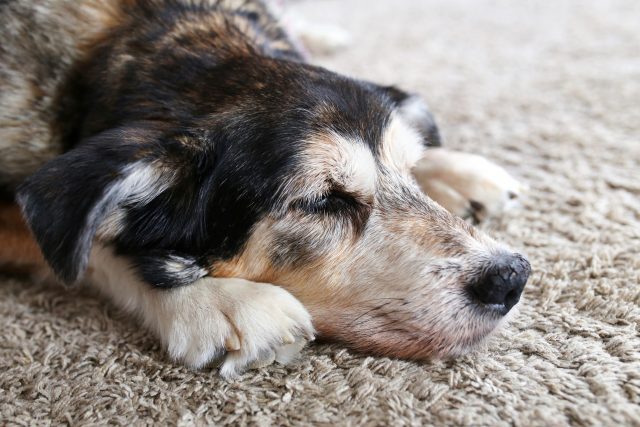 Senior dog lying down