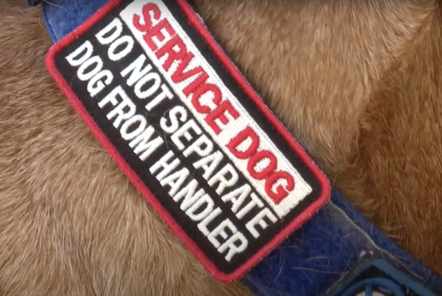 Service dog collar patch